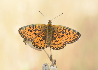 <i class='fa fa-user'></i>&nbsp;koekieman&nbsp;|  Zilveren Maan&nbsp; <i class='fa fa-eye'>&nbsp;111</i> &nbsp;<i class='fa fa-thumbs-up'>&nbsp;12</i> &nbsp; <i class='fa fa-comment-o'>&nbsp;8</i>