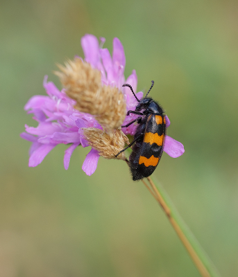 <i class='fa fa-user'></i>&nbsp;Jurgen Maassen&nbsp;|  Mylabris variabilis&nbsp; <i class='fa fa-eye'>&nbsp;81</i> &nbsp;<i class='fa fa-thumbs-up'>&nbsp;5</i> &nbsp; <i class='fa fa-comment-o'>&nbsp;8</i>