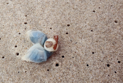 <i class='fa fa-user'></i>&nbsp;rixte&nbsp;|  Geplooide eendenmossel&nbsp; <i class='fa fa-eye'>&nbsp;75</i> &nbsp;<i class='fa fa-thumbs-up'>&nbsp;1</i> &nbsp; <i class='fa fa-comment-o'>&nbsp;2</i>