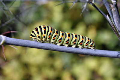 <i class='fa fa-user'></i>&nbsp;jaapoosterhuis&nbsp;|  Koninginnenpage&nbsp; <i class='fa fa-eye'>&nbsp;80</i> &nbsp;<i class='fa fa-thumbs-up'>&nbsp;3</i> &nbsp; <i class='fa fa-comment-o'>&nbsp;5</i>