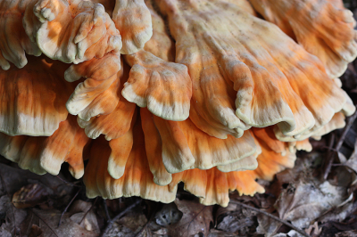 <i class='fa fa-user'></i>&nbsp;Paul Vandebroek&nbsp;|  Zwavelzwam&nbsp; <i class='fa fa-eye'>&nbsp;82</i> &nbsp;<i class='fa fa-thumbs-up'>&nbsp;4</i> &nbsp; <i class='fa fa-comment-o'>&nbsp;4</i>