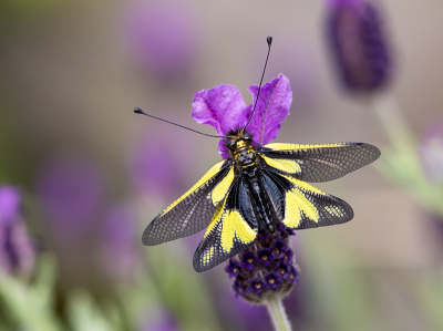 <i class='fa fa-user'></i>&nbsp;Mignon-Creative&nbsp;|  Gewone Vlinderhaft&nbsp; <i class='fa fa-eye'>&nbsp;114</i> &nbsp;<i class='fa fa-thumbs-up'>&nbsp;10</i> &nbsp; <i class='fa fa-comment-o'>&nbsp;3</i>