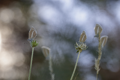 In de ochtend gefotografeerd met opkomende zon achter de bomen. Breking van het licht door de bomen zorgt voor 'bokeh'cirkels. Vlindertjes nog niet opgewarmd en nog niet actief, dus makkelijker te fotograferen.