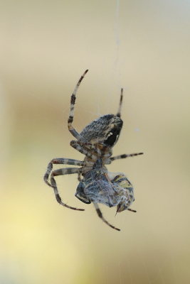 <i class='fa fa-user'></i>&nbsp;rixte&nbsp;|  Kruisspin&nbsp; <i class='fa fa-eye'>&nbsp;73</i> &nbsp;<i class='fa fa-thumbs-up'>&nbsp;4</i> &nbsp; <i class='fa fa-comment-o'>&nbsp;3</i>