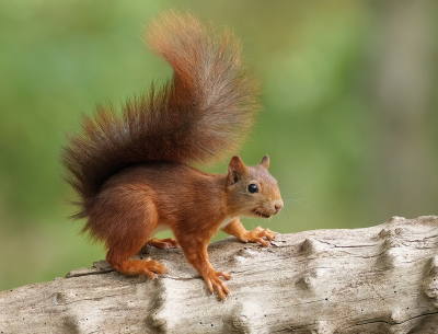 <i class='fa fa-user'></i>&nbsp;Jurgen Maassen&nbsp;|  Eekhoorn&nbsp; <i class='fa fa-eye'>&nbsp;85</i> &nbsp;<i class='fa fa-thumbs-up'>&nbsp;11</i> &nbsp; <i class='fa fa-comment-o'>&nbsp;5</i>