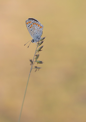 <i class='fa fa-user'></i>&nbsp;Tom&nbsp;|  Bruin Blauwtje&nbsp; <i class='fa fa-eye'>&nbsp;78</i> &nbsp;<i class='fa fa-thumbs-up'>&nbsp;7</i> &nbsp; <i class='fa fa-comment-o'>&nbsp;4</i>