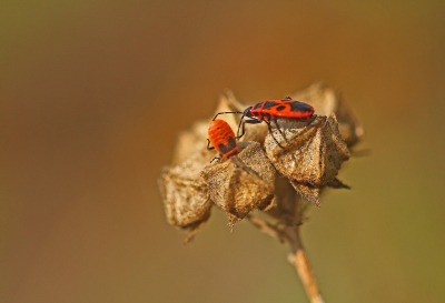 <i class='fa fa-user'></i>&nbsp;Cor&nbsp;|  Vuurwants&nbsp; <i class='fa fa-eye'>&nbsp;73</i> &nbsp;<i class='fa fa-thumbs-up'>&nbsp;7</i> &nbsp; <i class='fa fa-comment-o'>&nbsp;5</i>