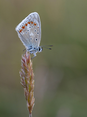 <i class='fa fa-user'></i>&nbsp;Mignon-Creative&nbsp;|  Turkooisblauwtje&nbsp; <i class='fa fa-eye'>&nbsp;61</i> &nbsp;<i class='fa fa-thumbs-up'>&nbsp;3</i> &nbsp; <i class='fa fa-comment-o'>&nbsp;2</i>