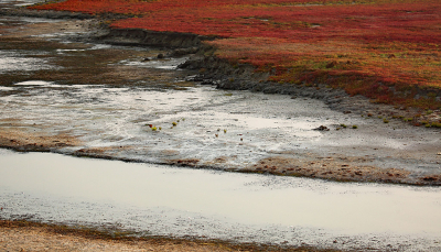 <i class='fa fa-user'></i>&nbsp;Pieter  LJ&nbsp;|  Rode velden zeekraal&nbsp; <i class='fa fa-eye'>&nbsp;88</i> &nbsp;<i class='fa fa-thumbs-up'>&nbsp;3</i> &nbsp; <i class='fa fa-comment-o'>&nbsp;4</i>