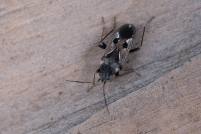 <i class='fa fa-user'></i>&nbsp;Gert-Jan Cromwijk&nbsp;|  Gewone Rookwants&nbsp; <i class='fa fa-eye'>&nbsp;71</i> &nbsp;<i class='fa fa-thumbs-up'>&nbsp;1</i> &nbsp; <i class='fa fa-comment-o'>&nbsp;7</i>