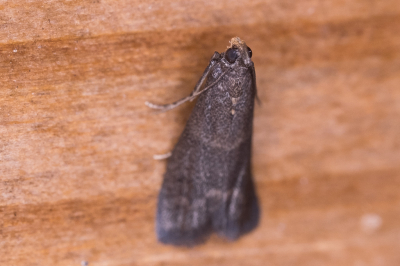 <i class='fa fa-user'></i>&nbsp;Gert-Jan Cromwijk&nbsp;|  Geelpalpmot&nbsp; <i class='fa fa-eye'>&nbsp;50</i> &nbsp; <i class='fa fa-comment-o'>&nbsp;1</i>