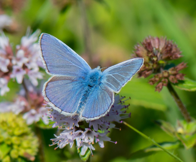 <i class='fa fa-user'></i>&nbsp;pietwil&nbsp;|  Icarusblauwtje&nbsp; <i class='fa fa-eye'>&nbsp;62</i> &nbsp;<i class='fa fa-thumbs-up'>&nbsp;2</i> &nbsp; <i class='fa fa-comment-o'>&nbsp;3</i>