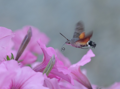 <i class='fa fa-user'></i>&nbsp;Jurgen Maassen&nbsp;|  Kolibrievlinder&nbsp; <i class='fa fa-eye'>&nbsp;109</i> &nbsp;<i class='fa fa-thumbs-up'>&nbsp;11</i> &nbsp; <i class='fa fa-comment-o'>&nbsp;8</i>