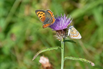 <i class='fa fa-user'></i>&nbsp;kooyammers&nbsp;|  Icarusblauwtje&nbsp; <i class='fa fa-eye'>&nbsp;66</i> &nbsp;<i class='fa fa-thumbs-up'>&nbsp;3</i> &nbsp; <i class='fa fa-comment-o'>&nbsp;2</i>