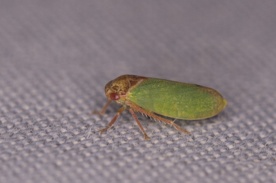 <i class='fa fa-user'></i>&nbsp;Gert-Jan Cromwijk&nbsp;|  Iassus lanio&nbsp; <i class='fa fa-eye'>&nbsp;62</i> &nbsp; <i class='fa fa-comment-o'>&nbsp;0</i>