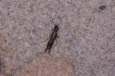 <i class='fa fa-user'></i>&nbsp;Gert-Jan Cromwijk&nbsp;|  Kleine Oorworm&nbsp; <i class='fa fa-eye'>&nbsp;56</i> &nbsp; <i class='fa fa-comment-o'>&nbsp;1</i>