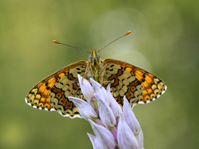 <i class='fa fa-user'></i>&nbsp;Mignon-Creative&nbsp;|  Veldparelmoervlinder&nbsp; <i class='fa fa-eye'>&nbsp;77</i> &nbsp;<i class='fa fa-thumbs-up'>&nbsp;4</i> &nbsp; <i class='fa fa-comment-o'>&nbsp;3</i>