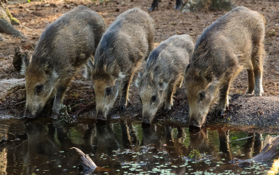 <i class='fa fa-user'></i>&nbsp;David&nbsp;|  Wild Zwijn&nbsp; <i class='fa fa-eye'>&nbsp;117</i> &nbsp;<i class='fa fa-thumbs-up'>&nbsp;2</i> &nbsp; <i class='fa fa-comment-o'>&nbsp;2</i>