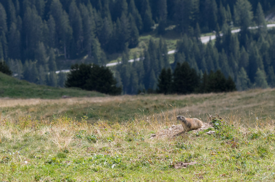 <i class='fa fa-user'></i>&nbsp;Willem Verhagen&nbsp;|  Alpenmarmot&nbsp; <i class='fa fa-eye'>&nbsp;88</i> &nbsp;<i class='fa fa-thumbs-up'>&nbsp;1</i> &nbsp; <i class='fa fa-comment-o'>&nbsp;1</i>