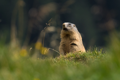 <i class='fa fa-user'></i>&nbsp;Willem Verhagen&nbsp;|  Alpenmarmot&nbsp; <i class='fa fa-eye'>&nbsp;115</i> &nbsp;<i class='fa fa-thumbs-up'>&nbsp;7</i> &nbsp; <i class='fa fa-comment-o'>&nbsp;9</i>
