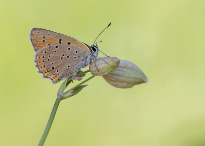 <i class='fa fa-user'></i>&nbsp;Tom&nbsp;|  Rode Vuurvlinder&nbsp; <i class='fa fa-eye'>&nbsp;92</i> &nbsp;<i class='fa fa-thumbs-up'>&nbsp;8</i> &nbsp; <i class='fa fa-comment-o'>&nbsp;5</i>