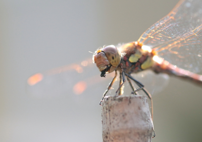 <i class='fa fa-user'></i>&nbsp;rixte&nbsp;|  Bruinrode Heidelibel&nbsp; <i class='fa fa-eye'>&nbsp;65</i> &nbsp;<i class='fa fa-thumbs-up'>&nbsp;1</i> &nbsp; <i class='fa fa-comment-o'>&nbsp;2</i>