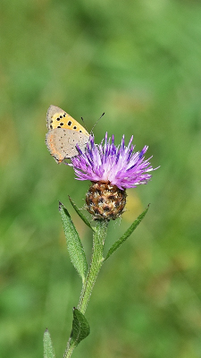 <i class='fa fa-user'></i>&nbsp;kooyammers&nbsp;|  Kleine Vuurvlinder&nbsp; <i class='fa fa-eye'>&nbsp;59</i> &nbsp;<i class='fa fa-thumbs-up'>&nbsp;1</i> &nbsp; <i class='fa fa-comment-o'>&nbsp;3</i>