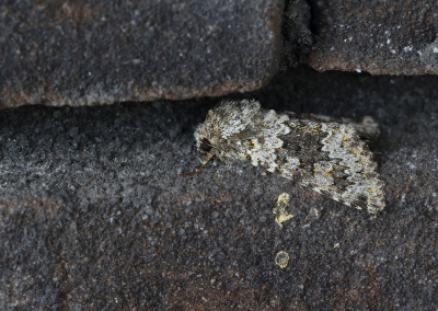 <i class='fa fa-user'></i>&nbsp;Ad Sprang&nbsp;|  Kompassla-uil&nbsp; <i class='fa fa-eye'>&nbsp;108</i> &nbsp;<i class='fa fa-thumbs-up'>&nbsp;3</i> &nbsp; <i class='fa fa-comment-o'>&nbsp;3</i>