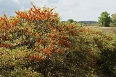 <i class='fa fa-user'></i>&nbsp;hesterb&nbsp;|  Duindoorn&nbsp; <i class='fa fa-eye'>&nbsp;100</i> &nbsp; <i class='fa fa-comment-o'>&nbsp;3</i>