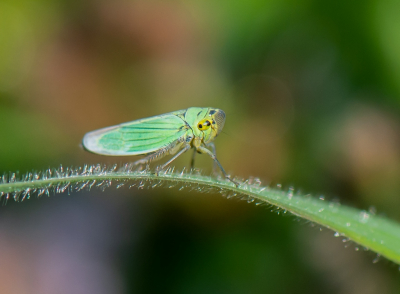 <i class='fa fa-user'></i>&nbsp;pietwil&nbsp;|  Groene Rietcicade&nbsp; <i class='fa fa-eye'>&nbsp;91</i> &nbsp;<i class='fa fa-thumbs-up'>&nbsp;2</i> &nbsp; <i class='fa fa-comment-o'>&nbsp;2</i>