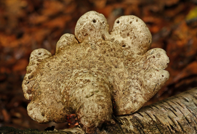 <i class='fa fa-user'></i>&nbsp;Cor&nbsp;|  Berkenzwam&nbsp; <i class='fa fa-eye'>&nbsp;71</i> &nbsp;<i class='fa fa-thumbs-up'>&nbsp;2</i> &nbsp; <i class='fa fa-comment-o'>&nbsp;4</i>