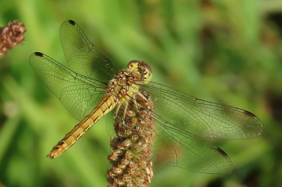 <i class='fa fa-user'></i>&nbsp;A. Soeting&nbsp;|  Steenrode Heidelibel&nbsp; <i class='fa fa-eye'>&nbsp;60</i> &nbsp; <i class='fa fa-comment-o'>&nbsp;1</i>