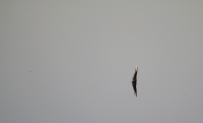 <i class='fa fa-user'></i>&nbsp;Ruben de Bruijn&nbsp;|  Tak&nbsp; <i class='fa fa-eye'>&nbsp;70</i> &nbsp; <i class='fa fa-comment-o'>&nbsp;8</i>