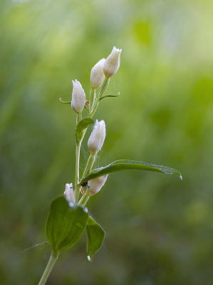 <i class='fa fa-user'></i>&nbsp;Mignon-Creative&nbsp;|  Bleek Bosvogeltje&nbsp; <i class='fa fa-eye'>&nbsp;72</i> &nbsp;<i class='fa fa-thumbs-up'>&nbsp;1</i> &nbsp; <i class='fa fa-comment-o'>&nbsp;1</i>