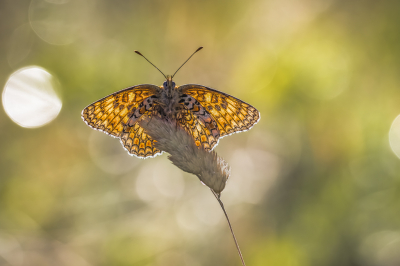 Gemaakt in de vroege ochtend. Vlinder aan het opwarmen in de eerste zonnestralen. Tegenlicht gefotografeerd waarbij de zonnestralen door de begroeiing zorgen voor de 'bokeh'cirkels. En stop overbelicht - diafragma 4.5