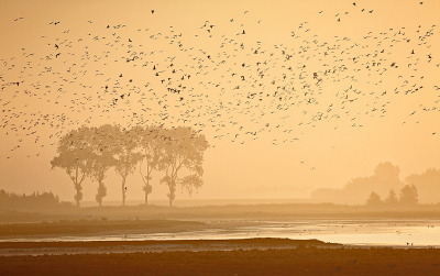 <i class='fa fa-user'></i>&nbsp;Pieter  LJ&nbsp;|  Vogelrijk ochtendgloren&nbsp; <i class='fa fa-eye'>&nbsp;117</i> &nbsp;<i class='fa fa-thumbs-up'>&nbsp;10</i> &nbsp; <i class='fa fa-comment-o'>&nbsp;6</i>