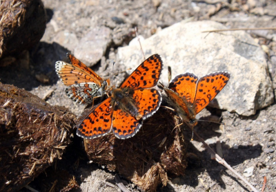 <i class='fa fa-user'></i>&nbsp;jaapoosterhuis&nbsp;|  Tweekleurige Parelmoervlinder&nbsp; <i class='fa fa-eye'>&nbsp;105</i> &nbsp;<i class='fa fa-thumbs-up'>&nbsp;3</i> &nbsp; <i class='fa fa-comment-o'>&nbsp;1</i>