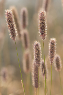 <i class='fa fa-user'></i>&nbsp;Willem Verhagen&nbsp;|  Gewoon Timoteegras&nbsp; <i class='fa fa-eye'>&nbsp;57</i> &nbsp;<i class='fa fa-thumbs-up'>&nbsp;2</i> &nbsp; <i class='fa fa-comment-o'>&nbsp;1</i>