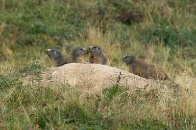 <i class='fa fa-user'></i>&nbsp;Willem Verhagen&nbsp;|  Alpenmarmot&nbsp; <i class='fa fa-eye'>&nbsp;96</i> &nbsp;<i class='fa fa-thumbs-up'>&nbsp;4</i> &nbsp; <i class='fa fa-comment-o'>&nbsp;1</i>