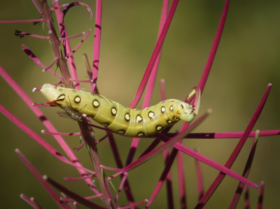 <i class='fa fa-user'></i>&nbsp;Jurgen Maassen&nbsp;|  Walstropijlstaart&nbsp; <i class='fa fa-eye'>&nbsp;87</i> &nbsp;<i class='fa fa-thumbs-up'>&nbsp;4</i> &nbsp; <i class='fa fa-comment-o'>&nbsp;4</i>