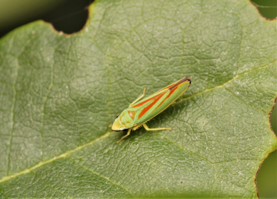 <i class='fa fa-user'></i>&nbsp;Jelle Bakker&nbsp;|  Rhododendroncicade&nbsp; <i class='fa fa-eye'>&nbsp;81</i> &nbsp;<i class='fa fa-thumbs-up'>&nbsp;1</i> &nbsp; <i class='fa fa-comment-o'>&nbsp;1</i>