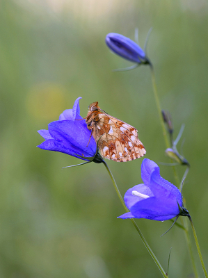 <i class='fa fa-user'></i>&nbsp;Mignon-Creative&nbsp;|  Herdersparelmoervlinder&nbsp; <i class='fa fa-eye'>&nbsp;168</i> &nbsp;<i class='fa fa-thumbs-up'>&nbsp;2</i> &nbsp; <i class='fa fa-comment-o'>&nbsp;12</i>