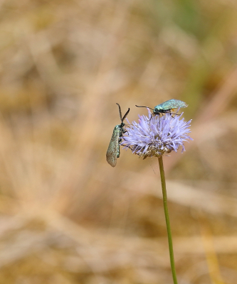 <i class='fa fa-user'></i>&nbsp;rixte&nbsp;|  Metaalvlinder&nbsp; <i class='fa fa-eye'>&nbsp;71</i> &nbsp;<i class='fa fa-thumbs-up'>&nbsp;1</i> &nbsp; <i class='fa fa-comment-o'>&nbsp;0</i>