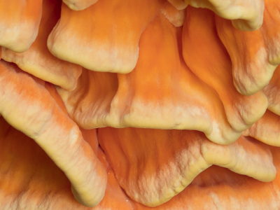 <i class='fa fa-user'></i>&nbsp;Truus Aletta Maan&nbsp;|  Zwavelzwam&nbsp; <i class='fa fa-eye'>&nbsp;70</i> &nbsp;<i class='fa fa-thumbs-up'>&nbsp;2</i> &nbsp; <i class='fa fa-comment-o'>&nbsp;4</i>