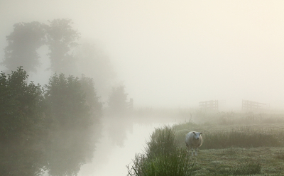 <i class='fa fa-user'></i>&nbsp;Pieter  LJ&nbsp;|  Mistige ochtendsfeer&nbsp; <i class='fa fa-eye'>&nbsp;102</i> &nbsp;<i class='fa fa-thumbs-up'>&nbsp;6</i> &nbsp; <i class='fa fa-comment-o'>&nbsp;8</i>