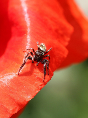 <i class='fa fa-user'></i>&nbsp;rixte&nbsp;|  Ovale Dennenspringer&nbsp; <i class='fa fa-eye'>&nbsp;58</i> &nbsp; <i class='fa fa-comment-o'>&nbsp;0</i>