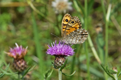 <i class='fa fa-user'></i>&nbsp;kooyammers&nbsp;|  Argusvlinder&nbsp; <i class='fa fa-eye'>&nbsp;78</i> &nbsp;<i class='fa fa-thumbs-up'>&nbsp;3</i> &nbsp; <i class='fa fa-comment-o'>&nbsp;5</i>