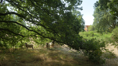 <i class='fa fa-user'></i>&nbsp;Hendrik van Kampen&nbsp;|  Hamsterheide&nbsp; <i class='fa fa-eye'>&nbsp;122</i> &nbsp;<i class='fa fa-thumbs-up'>&nbsp;1</i> &nbsp; <i class='fa fa-comment-o'>&nbsp;4</i>