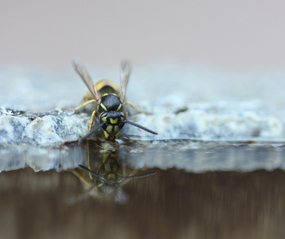 <i class='fa fa-user'></i>&nbsp;Paul Vandebroek&nbsp;|  Gewone Wesp&nbsp; <i class='fa fa-eye'>&nbsp;84</i> &nbsp;<i class='fa fa-thumbs-up'>&nbsp;7</i> &nbsp; <i class='fa fa-comment-o'>&nbsp;5</i>