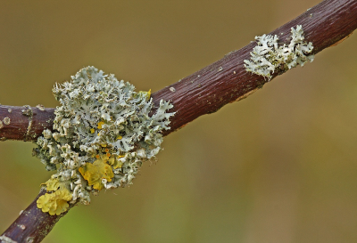 <i class='fa fa-user'></i>&nbsp;Cor&nbsp;|  Kapjesvingermos&nbsp; <i class='fa fa-eye'>&nbsp;80</i> &nbsp;<i class='fa fa-thumbs-up'>&nbsp;7</i> &nbsp; <i class='fa fa-comment-o'>&nbsp;6</i>